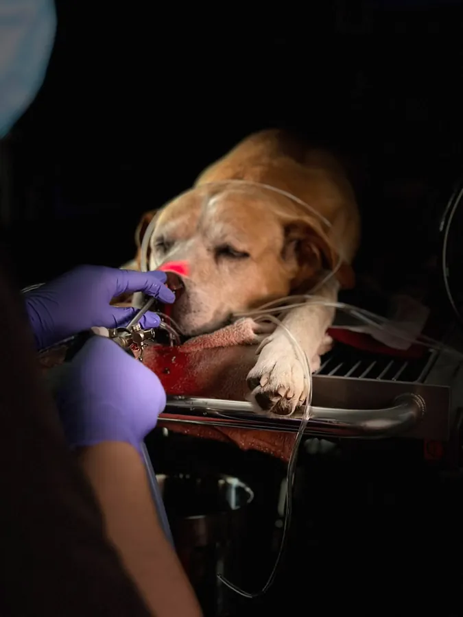 Rinoscopia a un perro bajo anestesia, con el endoscopio introducido por la fosa nasal